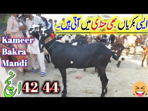 TOP QUALITY BEETAL AMRATSURI VERY BEAUTIFUL AND 42,,44 INCH HIEGHT IN BAKRA MANDI KAMBEER смотреть онлайн