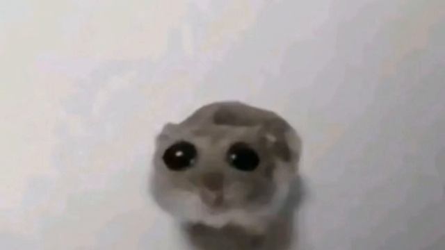 хомяк смотрит в камеру смотреть онлайн