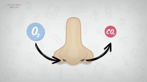 Анатомия носа человека