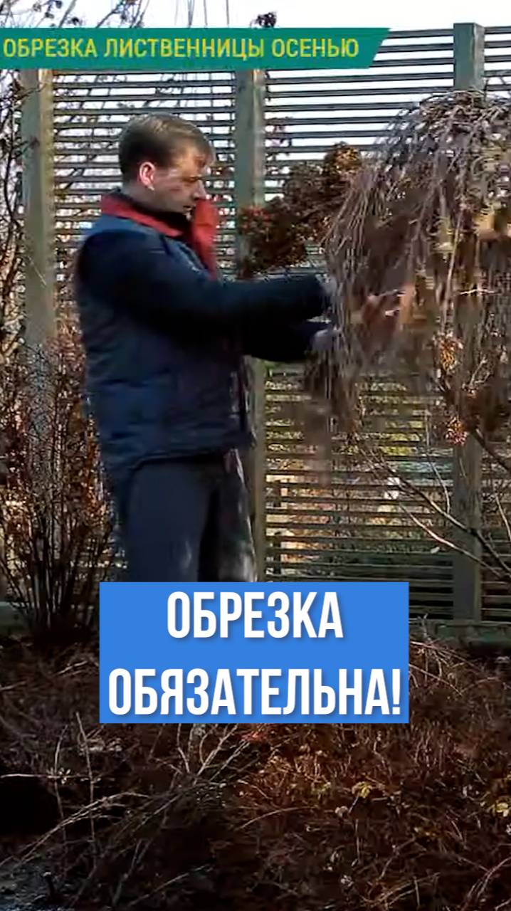 Почему нужно ОБЯЗАТЕЛЬНО делать обрезку лиственницы осенью?