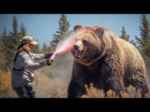 Woman Uses Bear Spray on Grizzly, But Instantly Regrets It смотреть онлайн