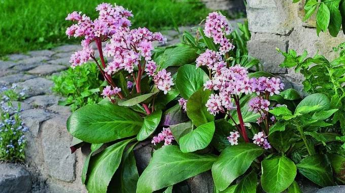 Бадан: уход в открытом грунте смотреть онлайн