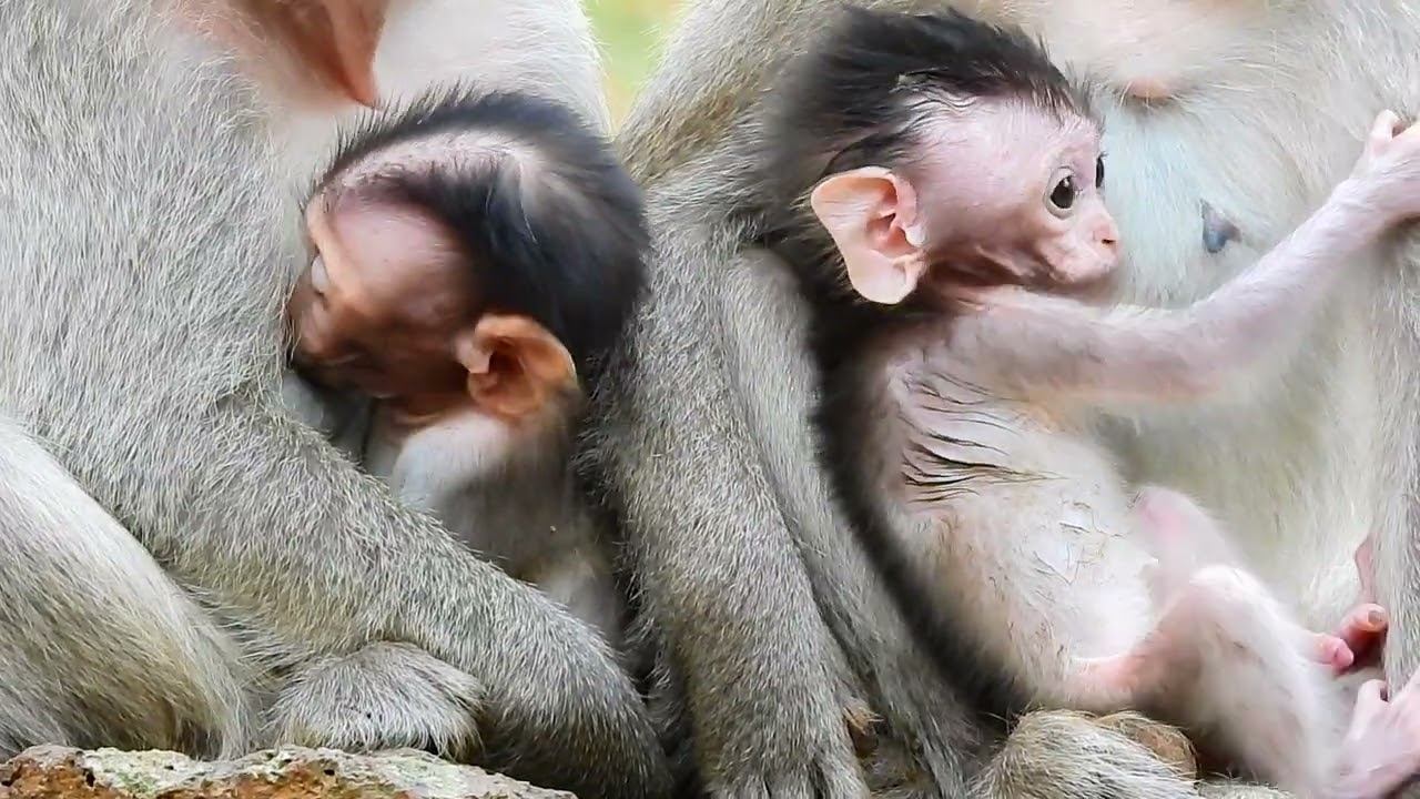 Wow... So ADORABLE both baby ADLER and JASPER getting milk together. So beautiful. смотреть онлайн