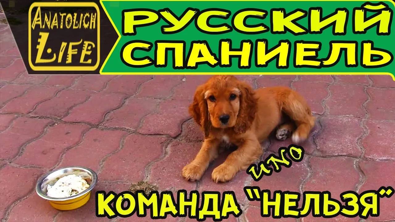 Команда _нельзя_ и русский охотничий спаниель. смотреть онлайн