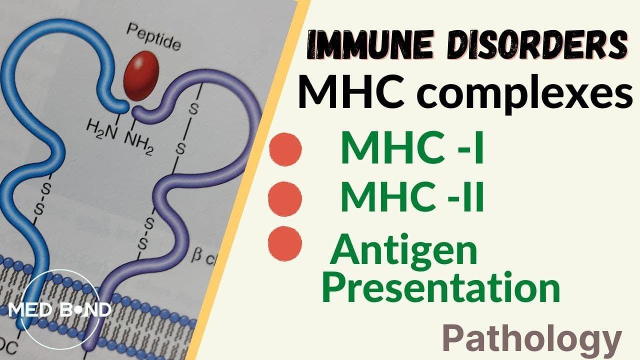MHC | Major Histocompatibility Complex | HLA | Antigen Presentation | MHC-1 & MHC-2 | Medbond |Path