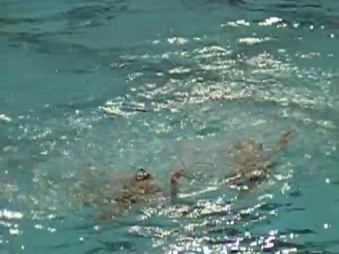Tucson Synchro's 16-17 Duet Finals swim at the 2012 Age Group Nationals in Oxford, Ohio смотреть онлайн