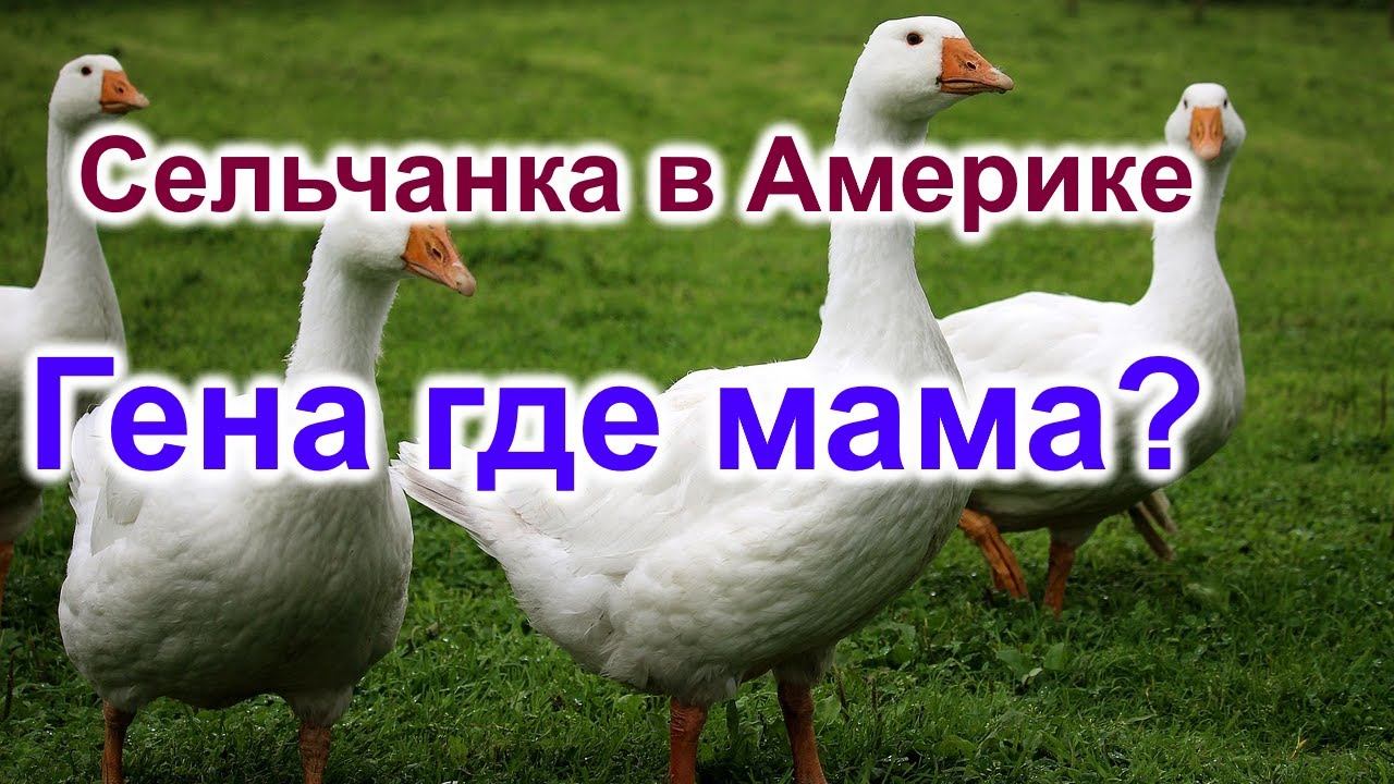 Сельчанка в Америке. Гена где мама смотреть онлайн