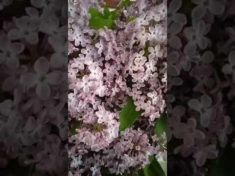 Beautiful Lilac Flowers | #short смотреть онлайн