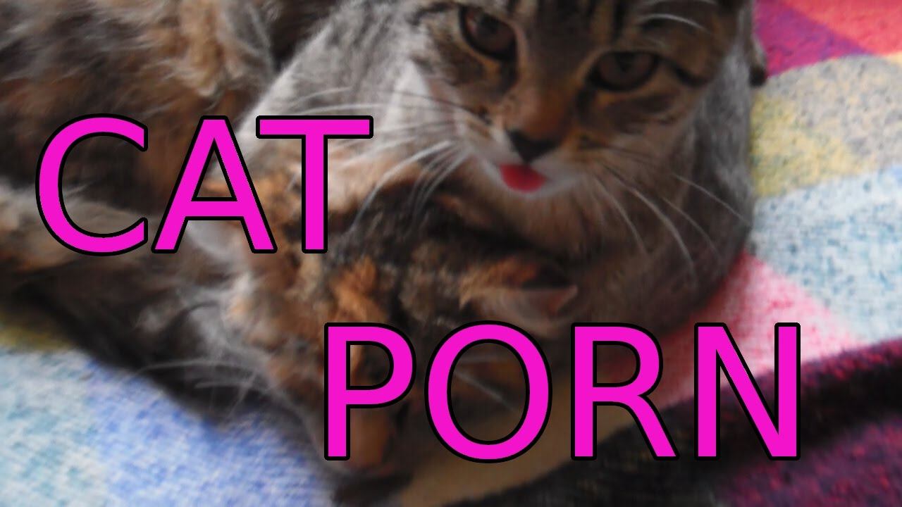 Šitz - Kittens (18+ NSFW, reupload). смотреть онлайн