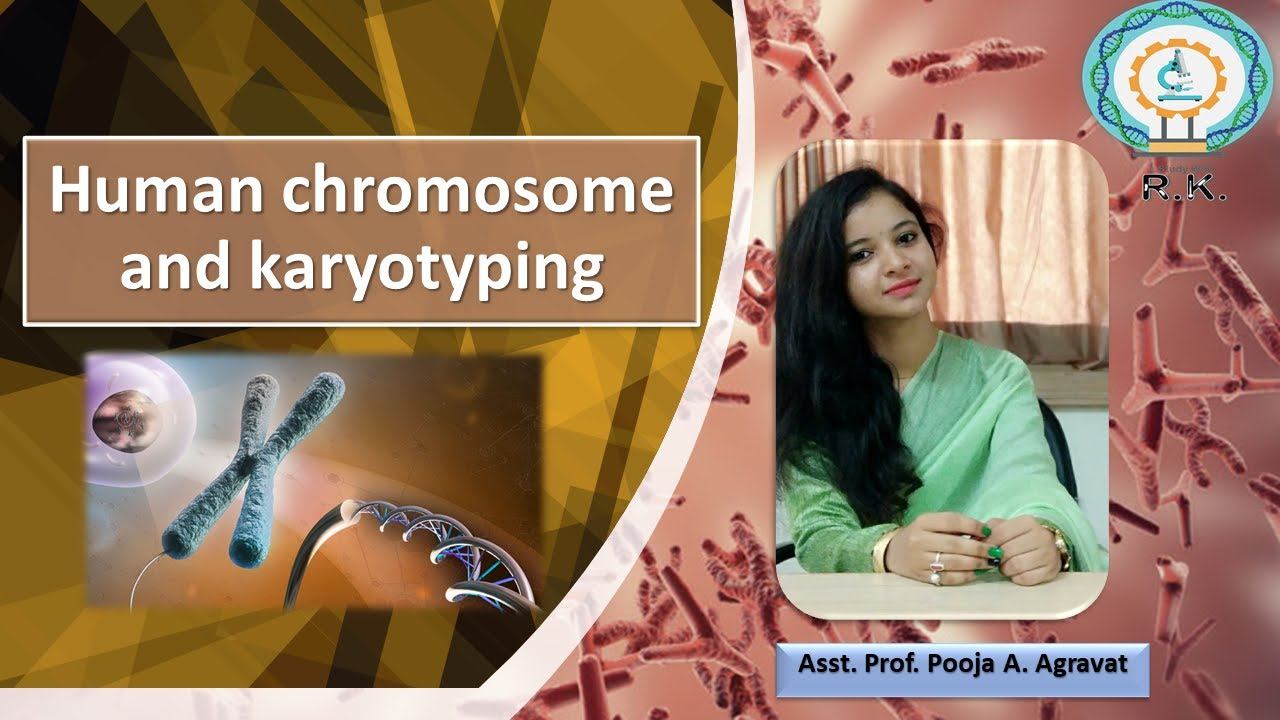 Chromosome and Karyotyping | Concept of karyotype | karyotype analysis | karyotyping | NEET | B.Sc. смотреть онлайн
