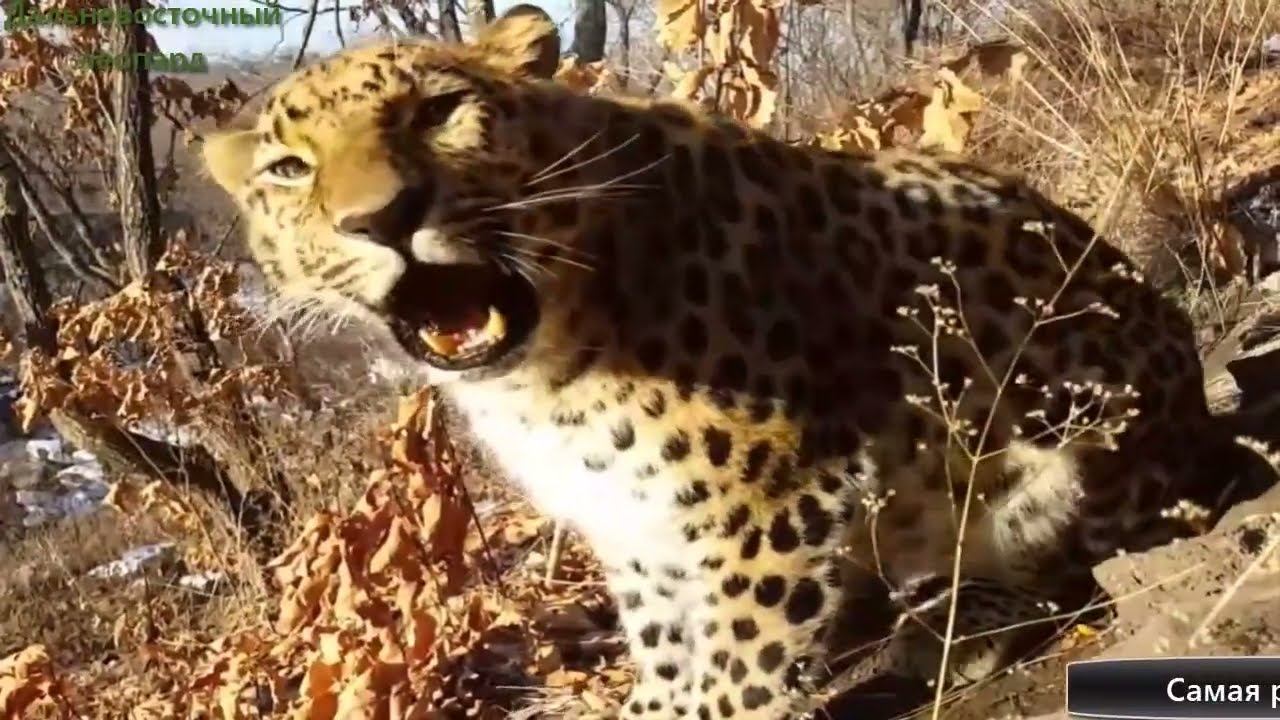 Дальневосточный леопард научился жить в снегах