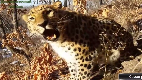 Дальневосточный леопард научился жить в снегах