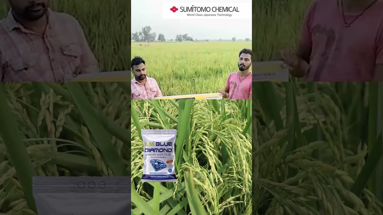 बेहतर रिजल्ट के लिए ऐसे करें धान की खेती Sumi BlueDiamond Paddy - Hindi- Farmers Recommendation смотреть онлайн