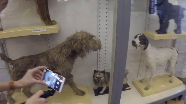 Питер 2018 1710 Зоологический смотреть онлайн