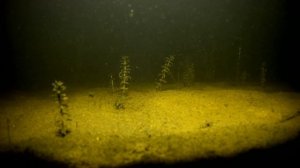 Ульяновский пруд под водой / ВСТРЕЧА С ХОЗЯИНОМ ВОДОЕМА // Стая гольяна на дне.