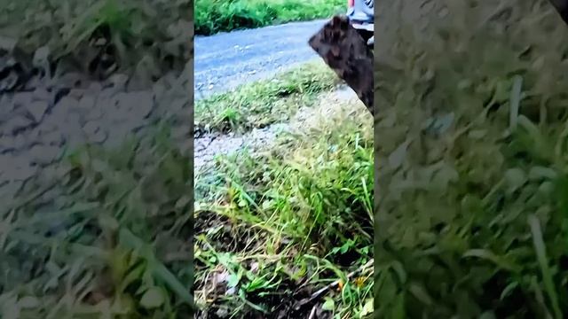 Почему нет ломика? смотреть онлайн