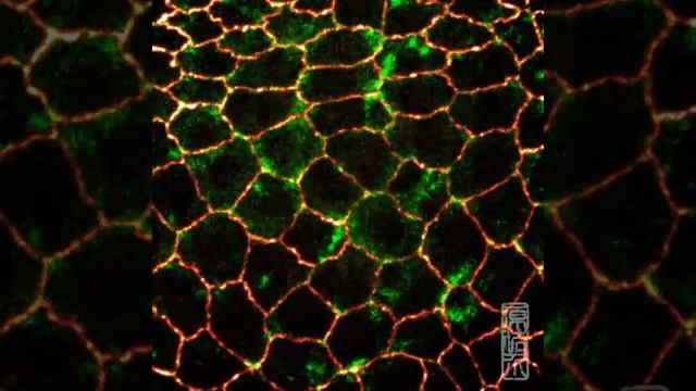 Cell boundary oscillation of amnioserosa cells 上皮細胞の変形を支えるメカニズム смотреть онлайн