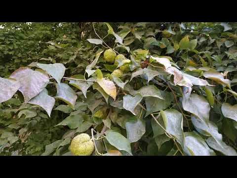 Юнусабадский круг. Дом Решетовой, Ким и Чвижа смотреть онлайн