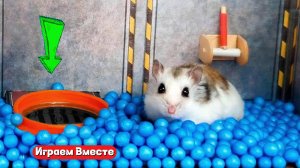 ХОМЯК ПОПАЛ НА КОСМИЧЕСКИЙ КОРАБЛЬ 🐹 Играем ВМЕСТЕ ! Помогаем выбраться из лабиринта !