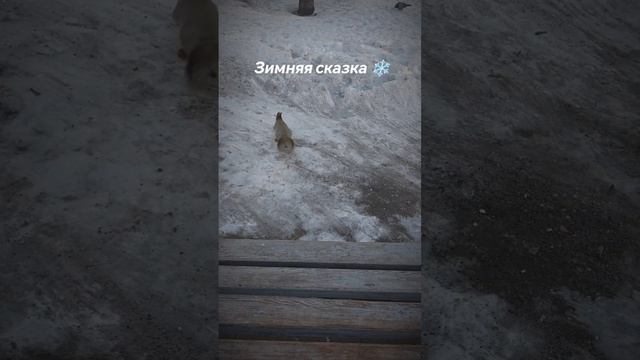 Зимняя сказка ❄️ смотреть онлайн
