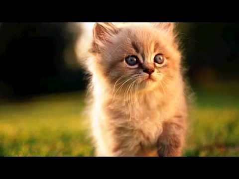 Музыка нет зайцев. Настоящий хит! Мурашки по коже! смотреть онлайн