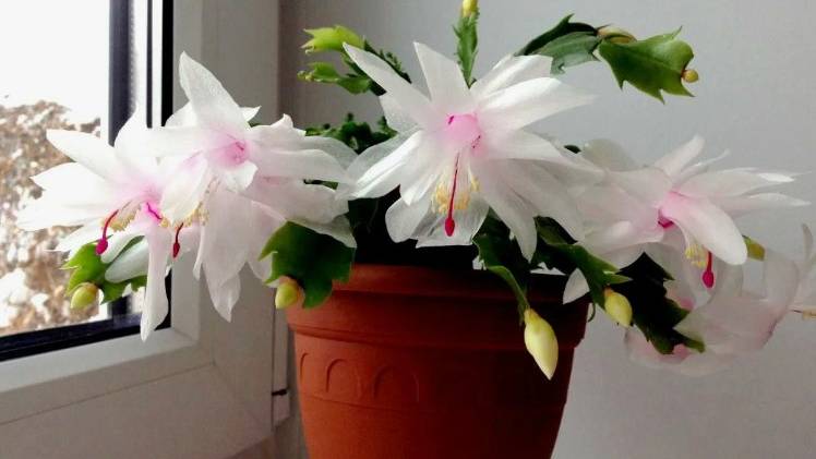 Цветок декабрист шлюмбергера: уход и выращивание в домашних условиях смотреть онлайн