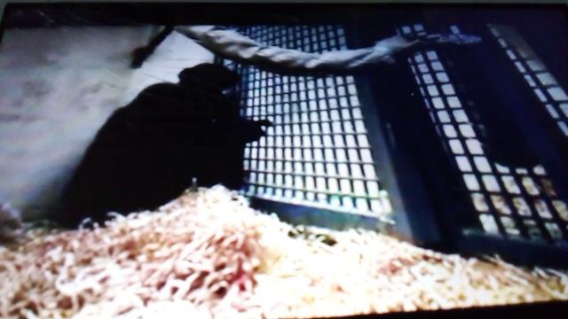 Шимпанзе Маттябу - карантинный житель казанского зооботсада.