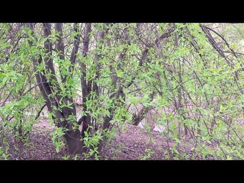 Для Вас Чарующая Слух МУЗЫКА и Дышащая Свежестью ПРИРОДА Апрельским Днём! смотреть онлайн