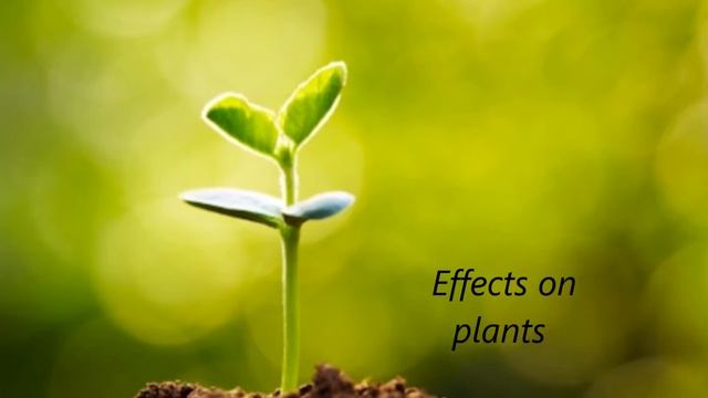Environmental Problems (CAS PROJECT)