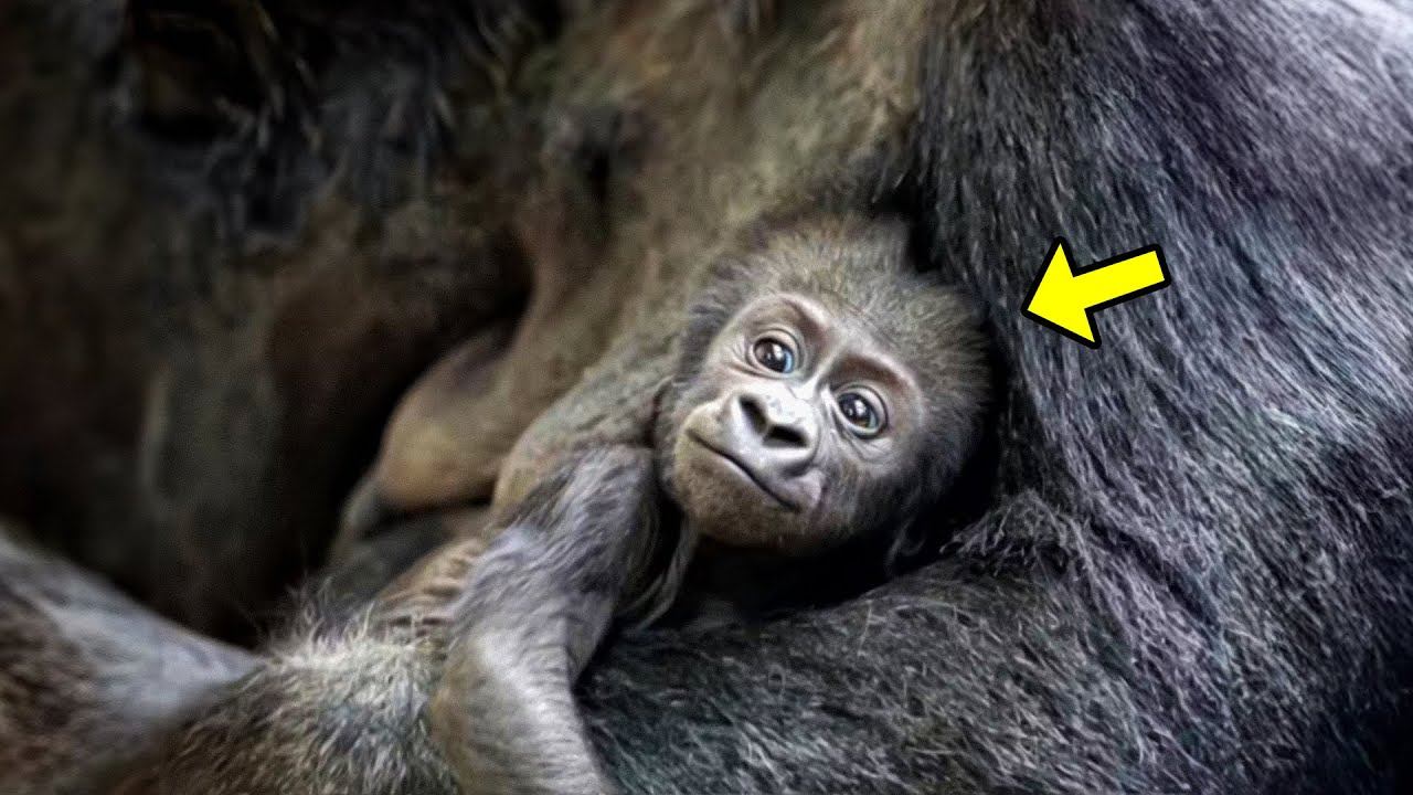 Baby Gorilla Misbehaves In Front Of A Crowd. Then Dad Quickly Steps In And Sets Him Straight! смотреть онлайн