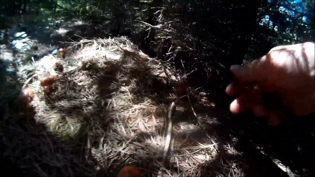 Грибы Маслята пошли Косим молоденьких