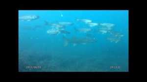 Подводная охота. Замануха - 1