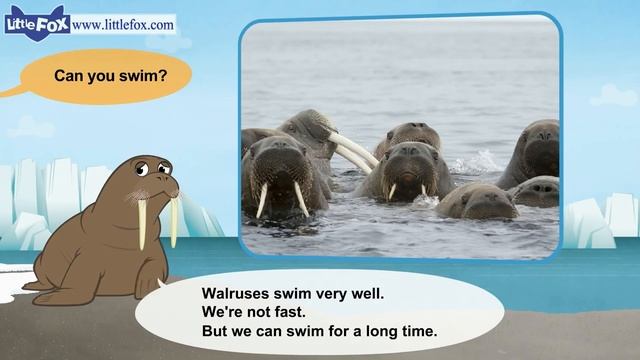 Meet the Animals 8_ Walrus _ Level 2 _ By Little Fox смотреть онлайн