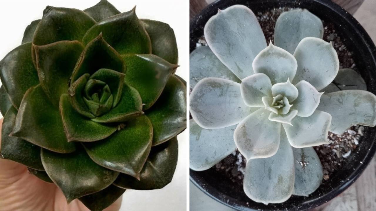 Растения из Пятерочки: стоит ли покупать смотреть онлайн