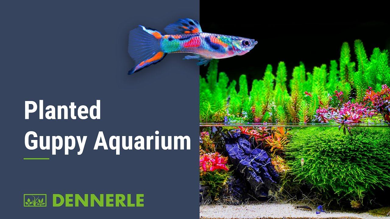 Planted Guppy Aquarium смотреть онлайн