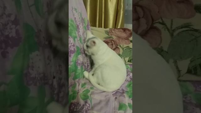 грандиозные планы 😁 Relax #shorts #cats