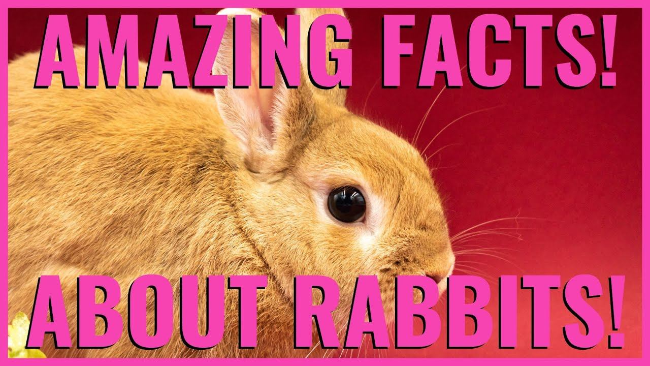 10 Incredible Curiosities About Rabbits. Did You Know?