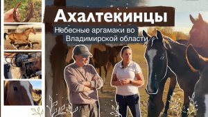 АХАЛТЕКИНСКАЯ ЛОШАДЬ  в конном заводе ШАЭЛЬ