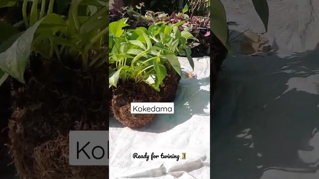 money plant| kokedama | preparation | pothos kokedama смотреть онлайн