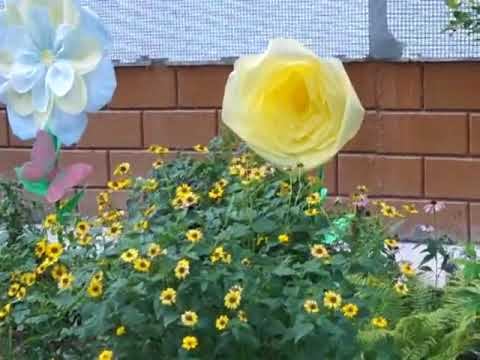 Гигантские цветы в Балаково смотреть онлайн