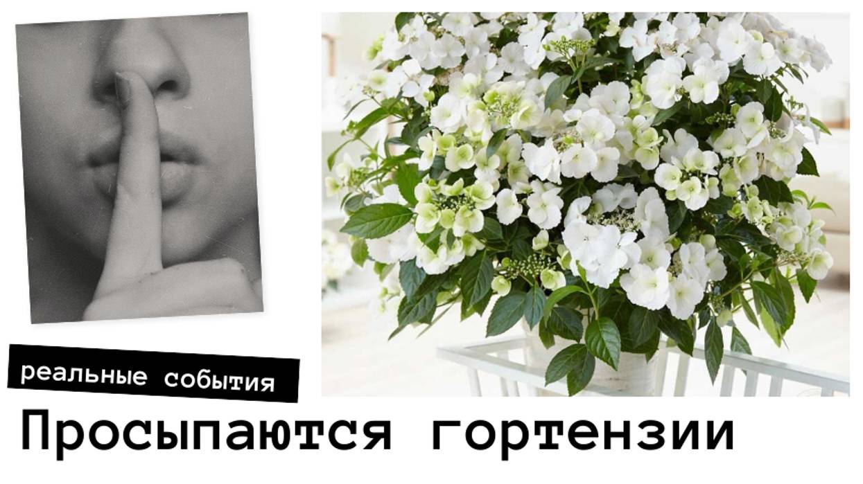 Как просыпаются метельчатые гортензии на балконе смотреть онлайн