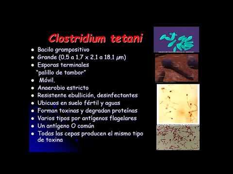 Clase 27 Clostridium y Bacillus смотреть онлайн