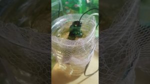 Нерест Данио в домашних условиях