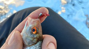 Распечатал Белоярочку. Первая рыбалка в верховьях Белоярского водохранилища. Сезон 2024-2025.