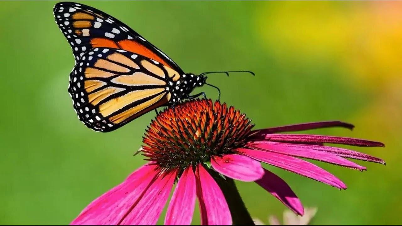 Обзоры с участием уральского робота смотреть онлайн