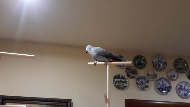 Попугай  Жако Ники-скалолаз.mp4