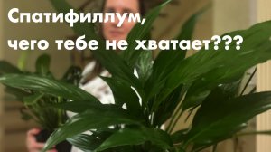 №77. Спатифиллум. Удобрения. Как понять чего не хватает и какое удобрение вносить.