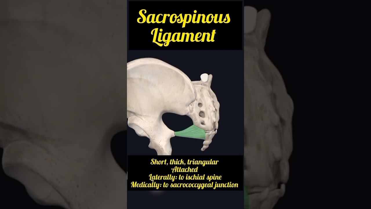 #Sacrotuberous ligament #Sacrospinous ligament #attachments of ligaments @ayeshamedicaleducation смотреть онлайн