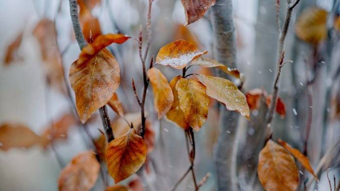 Дача - осенний мой Сад в ноябре. смотреть онлайн