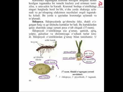Biologiya 20 Mavzu 6 Sinf смотреть онлайн